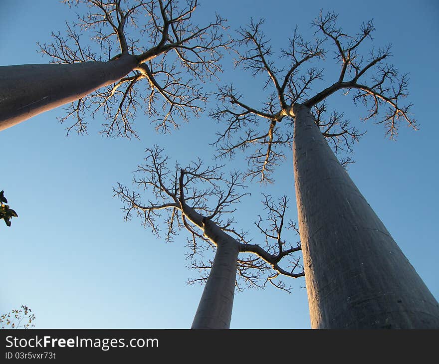 Baobab Trees