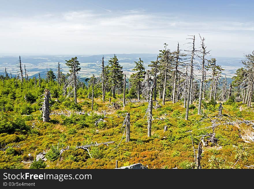 Old forest in mountains landscape