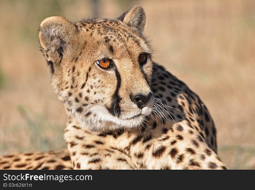 A watchful cheetah in africa. A watchful cheetah in africa