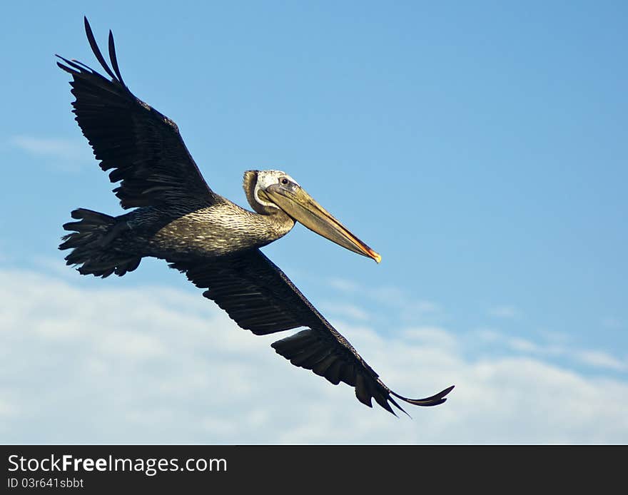 Brown Pelican in Flight