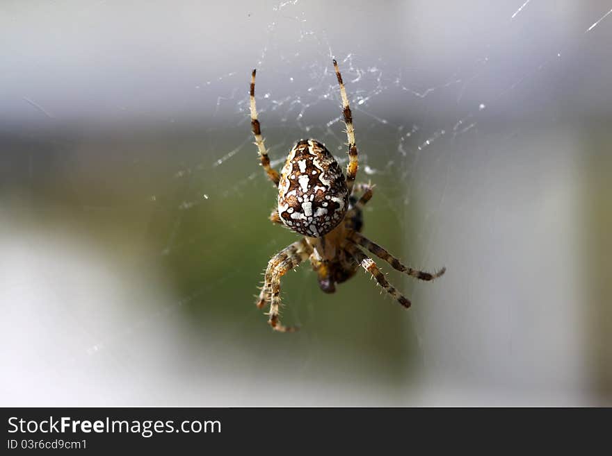 Cross or common garden spider - Araneus Diadematus. Cross or common garden spider - Araneus Diadematus