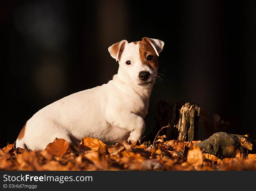 White dog in the outside on summer. Portrait