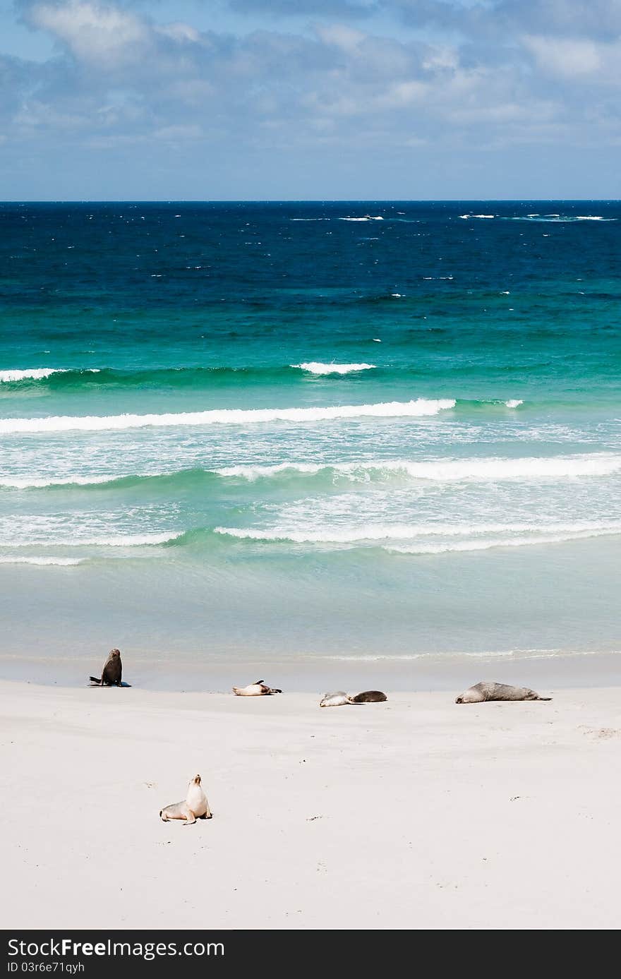 Seals laying on a white beach. Shot in Australia, kangaroo Island. Seals laying on a white beach. Shot in Australia, kangaroo Island.