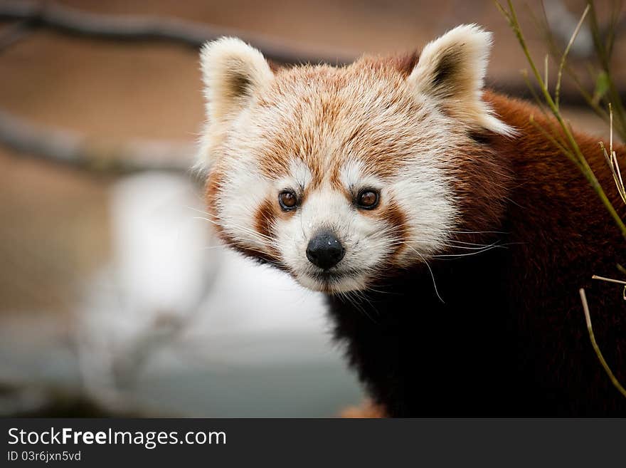 Panda red in the zoo park.