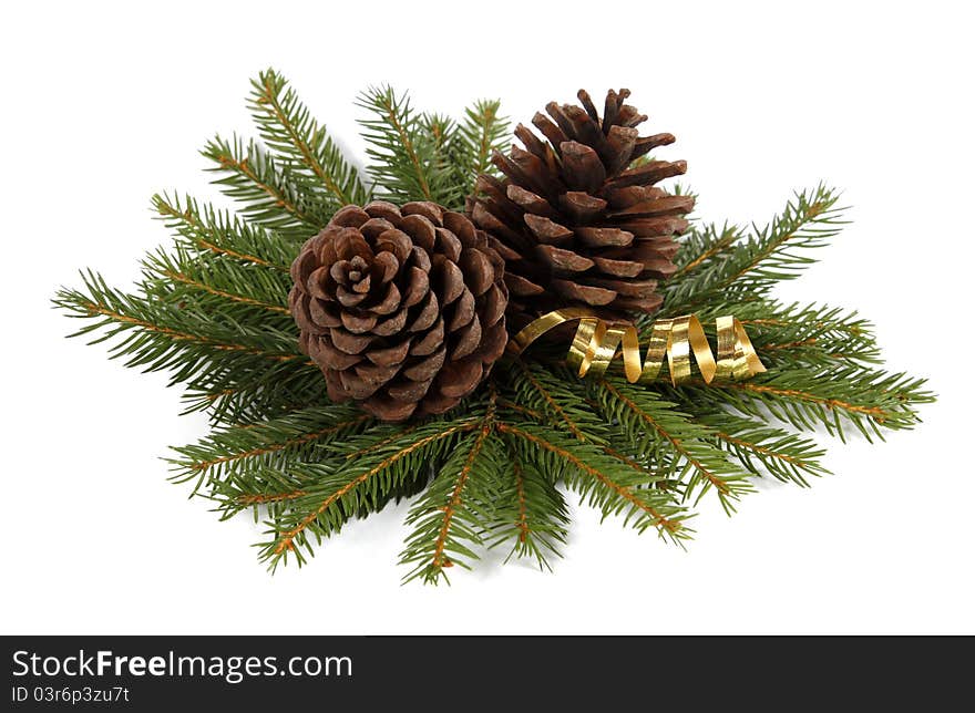 Two cones on twigs of the spruce. Two cones on twigs of the spruce