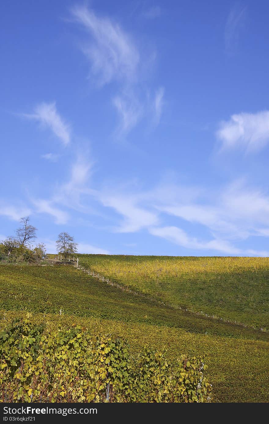 Vineyard landscape in the fall in the Langhe in Piedmont. Vineyard landscape in the fall in the Langhe in Piedmont