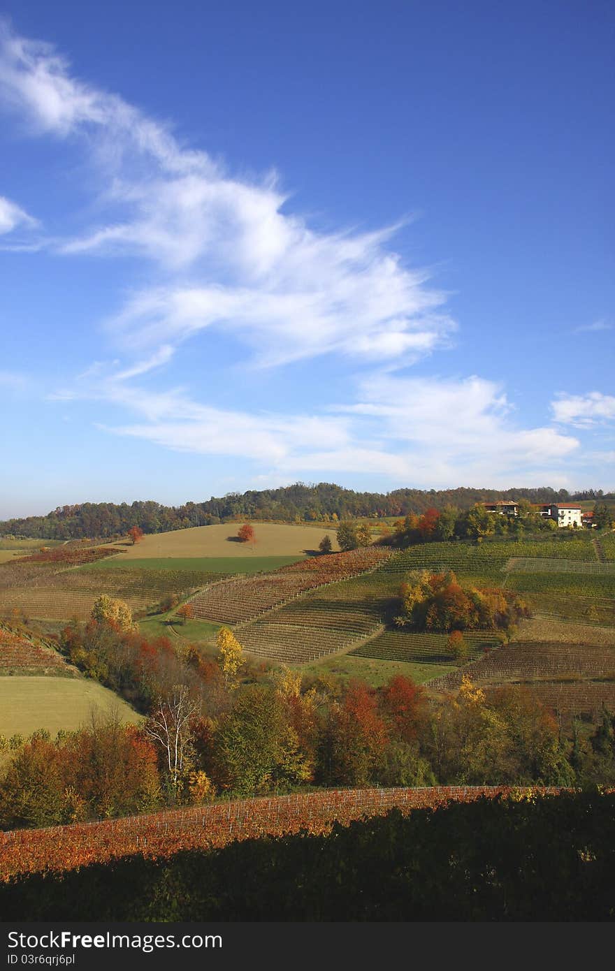 Vineyard Landscape In Autumn