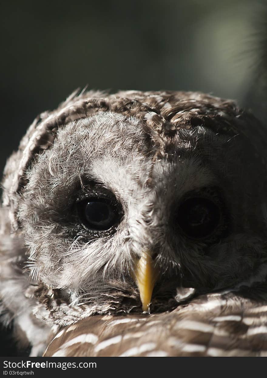 Barred Owl