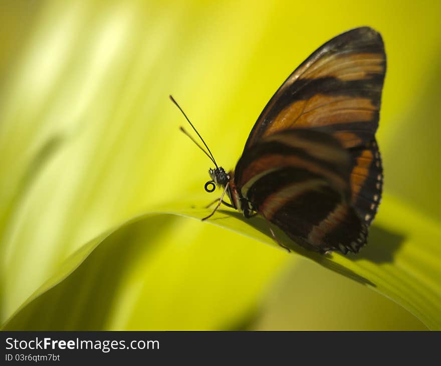 Butterfly Macro Closeup on Green Leaf