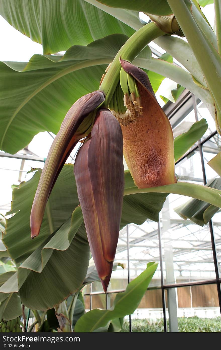 Banana Flower