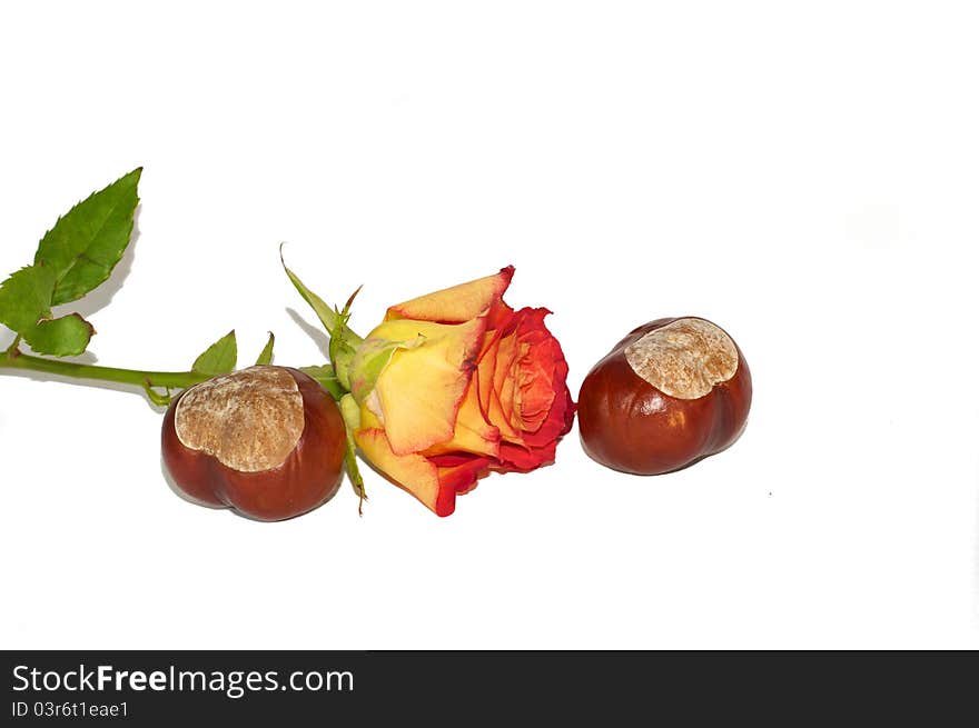 Romantic autumn rose with two chestnuts. Romantic autumn rose with two chestnuts