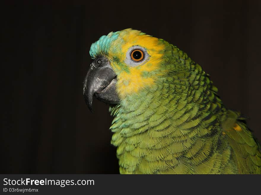 Green Amazon Parrot