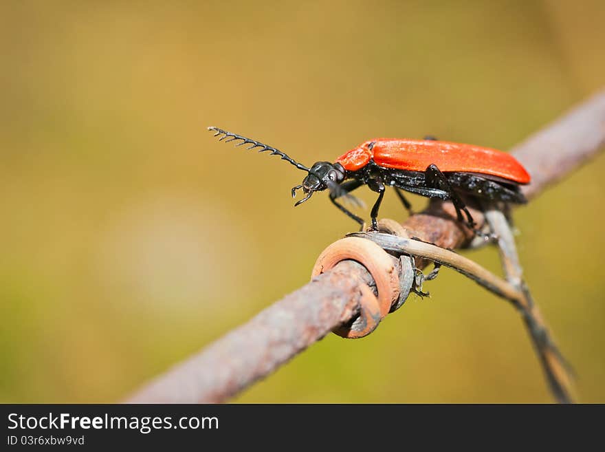 Scarlet Lily beetle(Lilioceris lilii) sitting on rusty wire