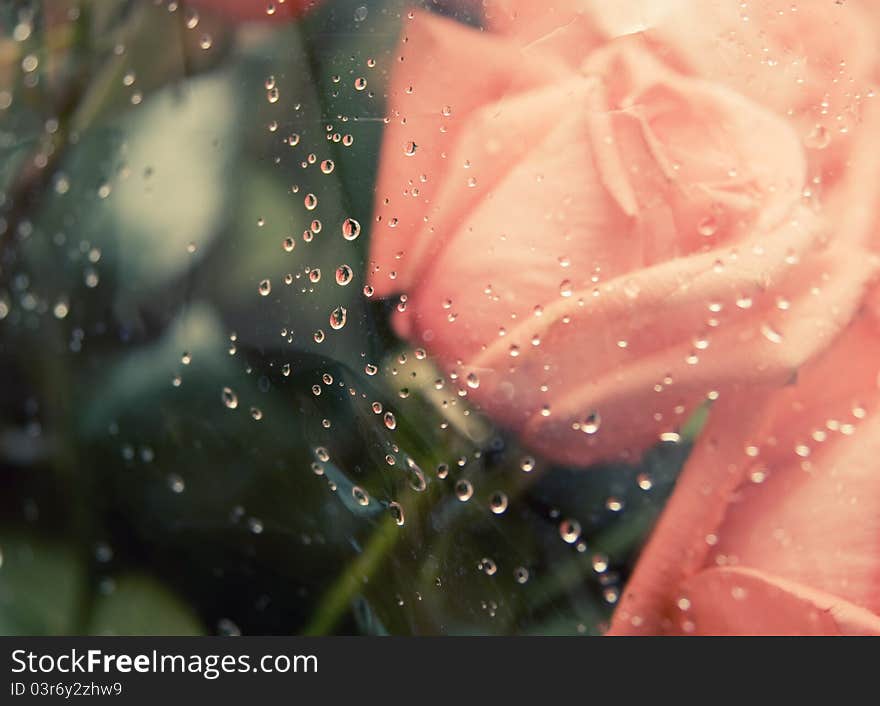 Pink roses with water drops