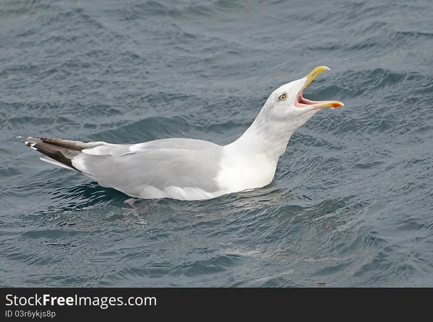 Shouting seagull