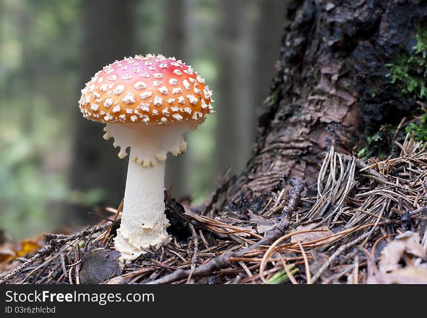 Red Mushroom with White Spots