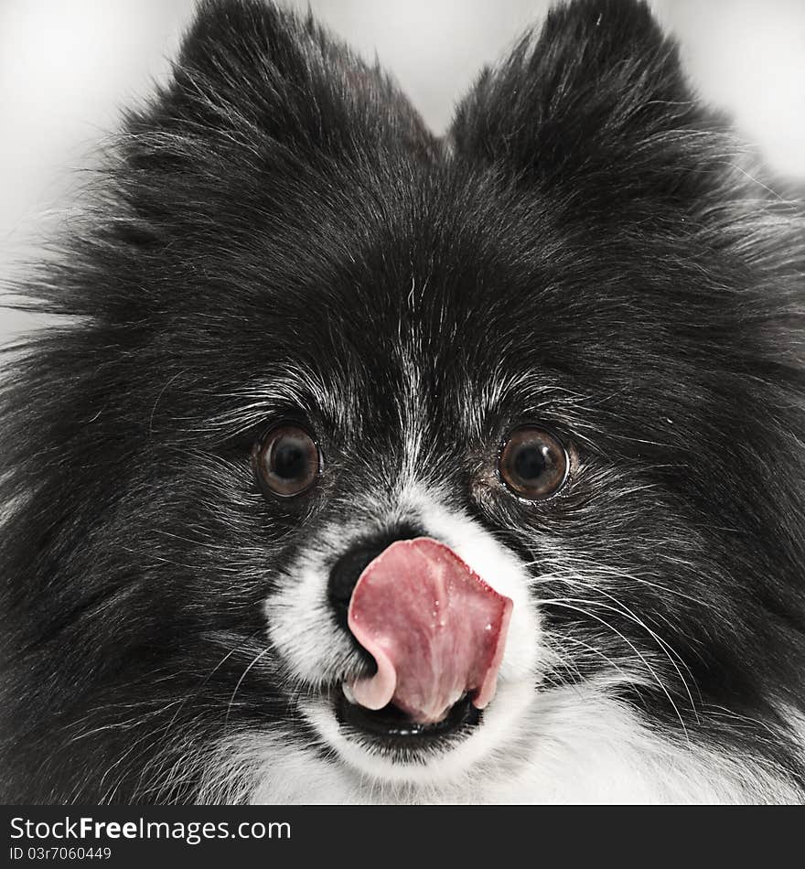 A Pomeranian licking his nose.