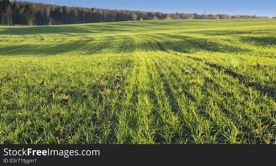 Green field with forest and sky at the background