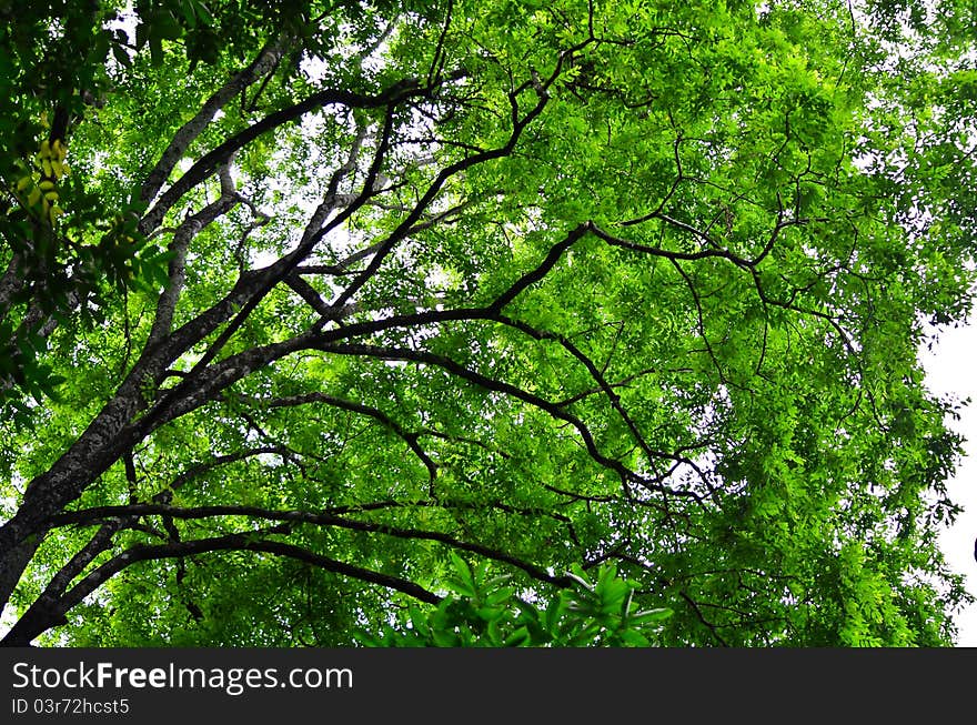 Big green tree