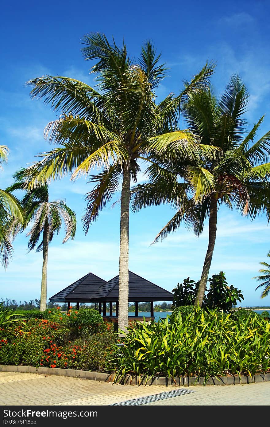 The some coconut trees in the side of sea.