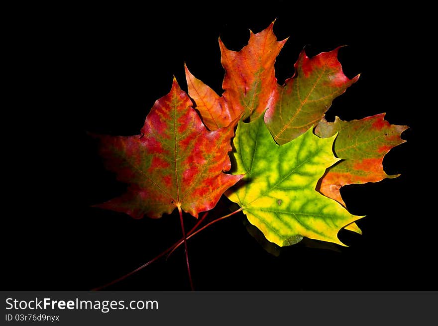 Colorful autumn leaves on black