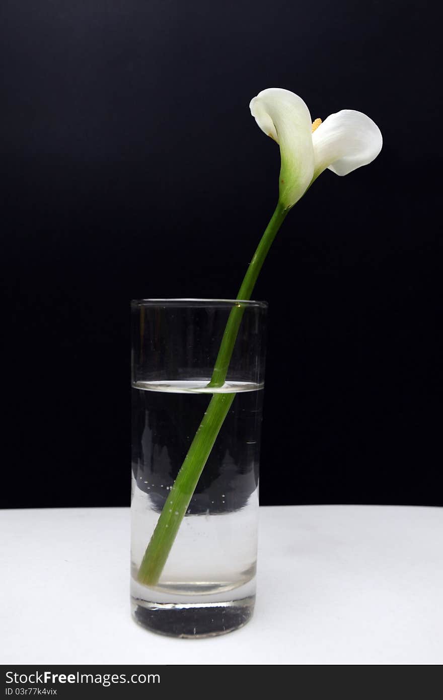 Flower in a water glass
