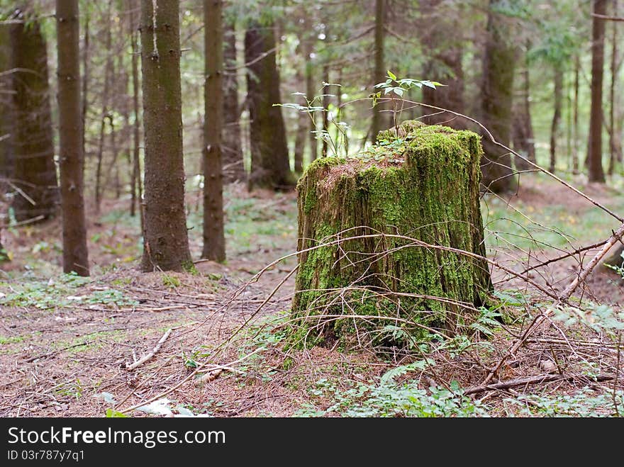 Stump is overgrown with green moss and little trees. Stump is overgrown with green moss and little trees