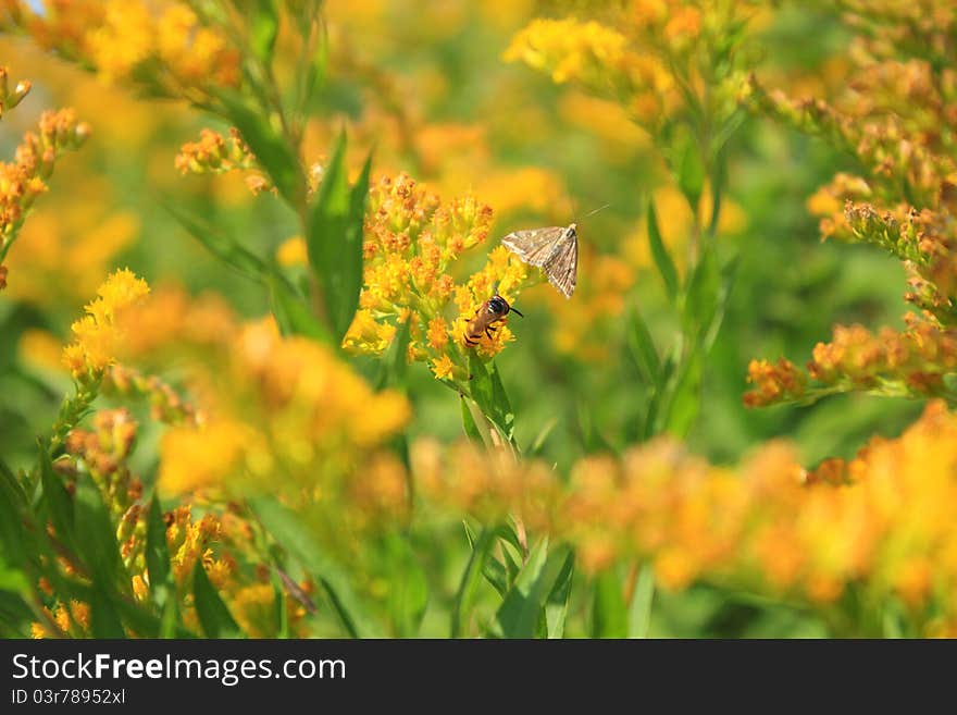 Very beautiful sunny picture in which the bee collects nectar. Very beautiful sunny picture in which the bee collects nectar