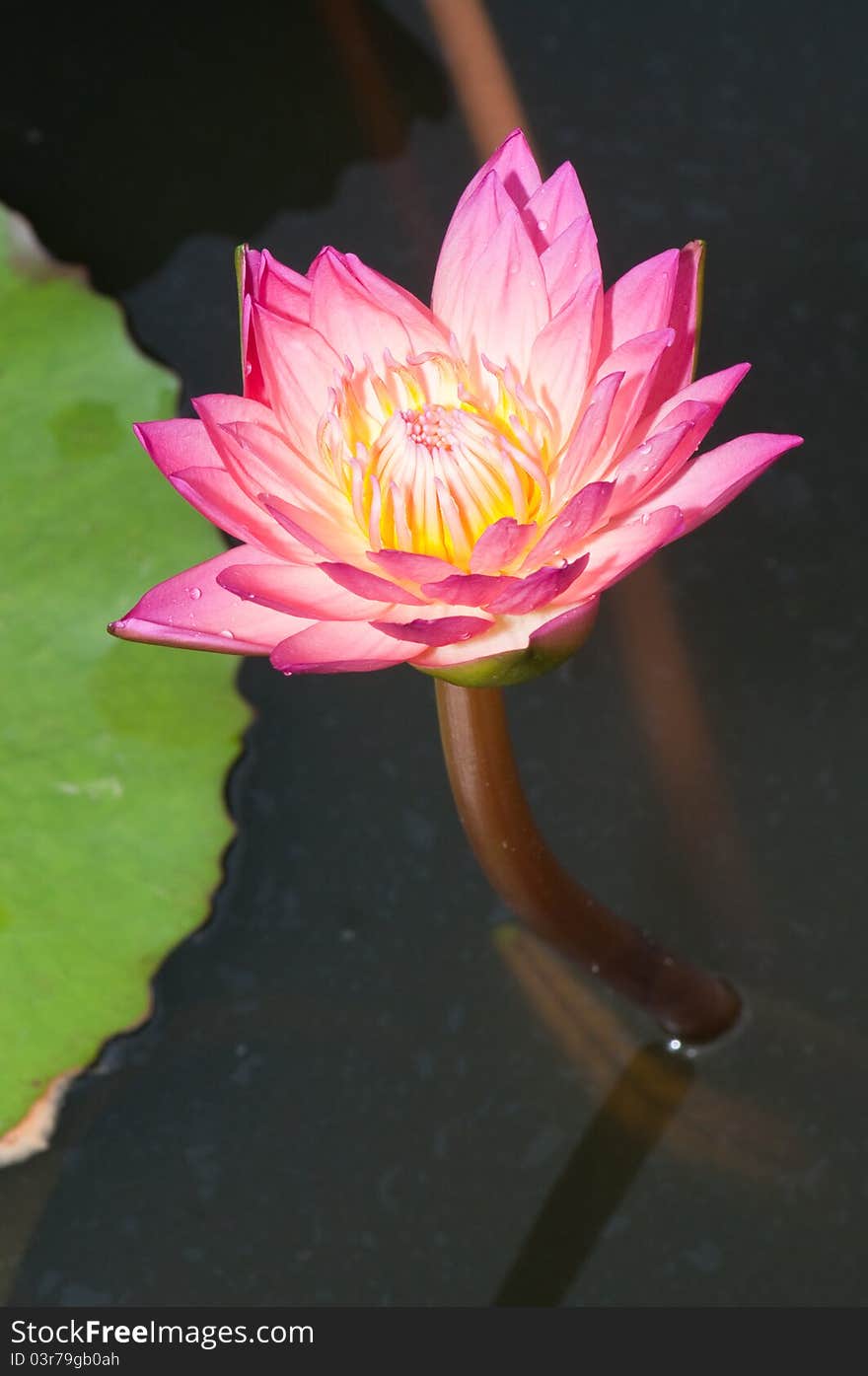 Close-up of beautiful pink lotus