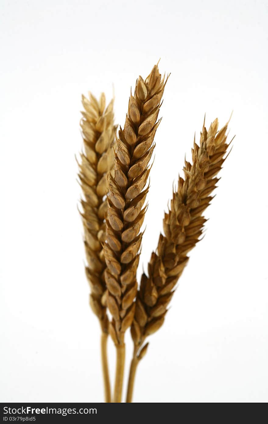 Coarse-grained image of mature wheat. Coarse-grained image of mature wheat