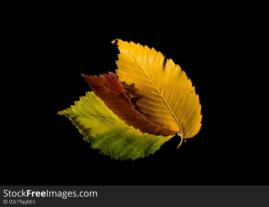 Colorful autumn leaves on black