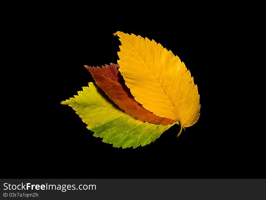 Colorful autumn leaves on black