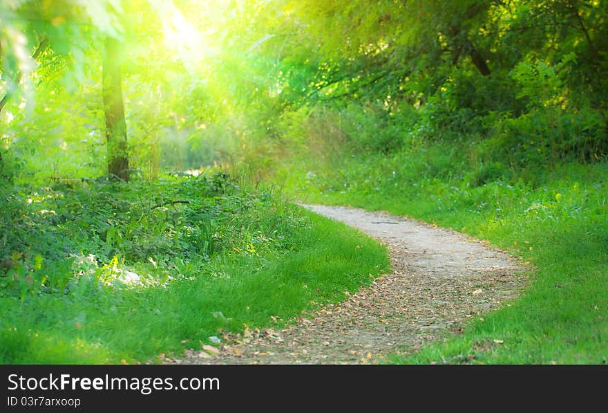 Pathway in summer park