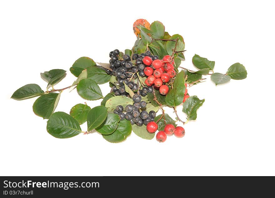 Mountain ash and hawthorn berries