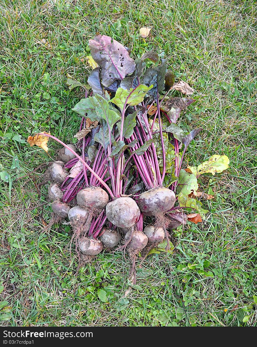 Beet fruits on a grass