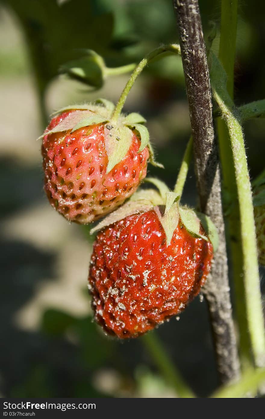 Fresh strawberries