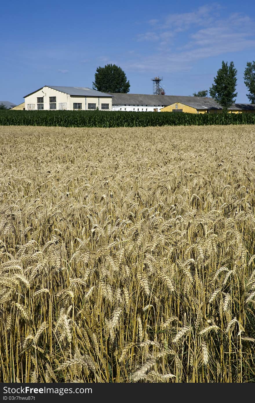 Farm buildings and wheat field