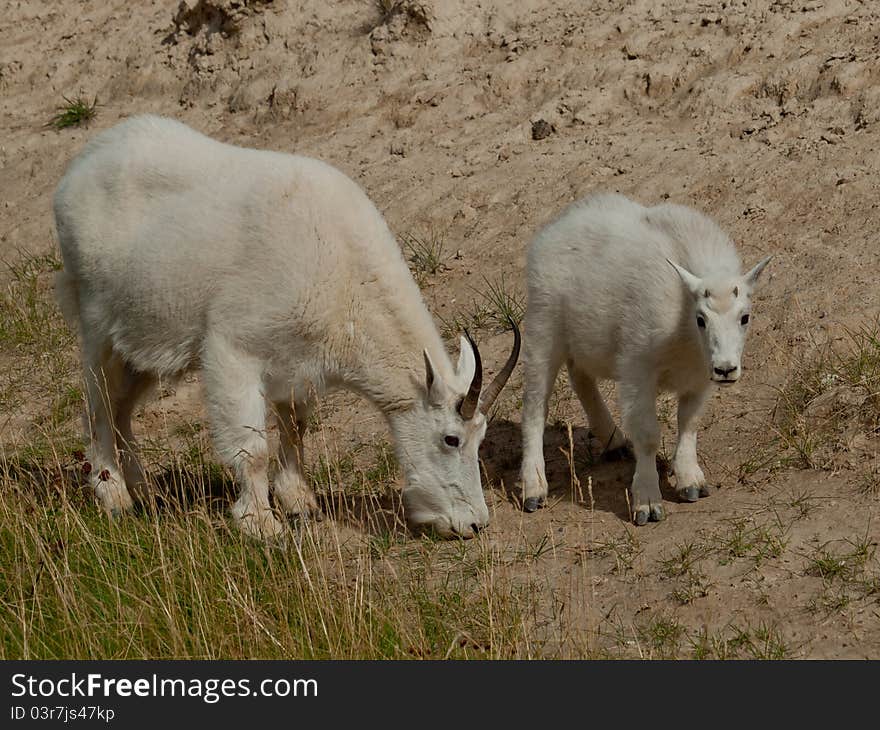 Mother goat eating grass with her kid. Mother goat eating grass with her kid.