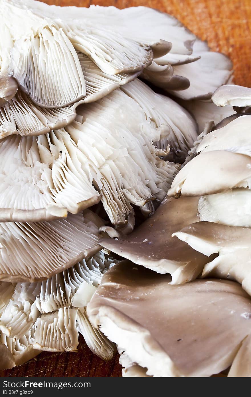 Pleurotus  Mushroom