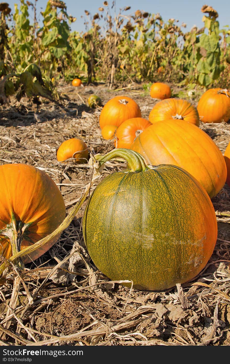 Pumpkin Patch