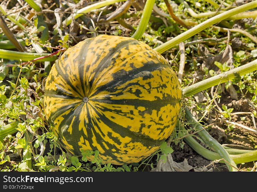 Pumpkin Squash in Farm Field