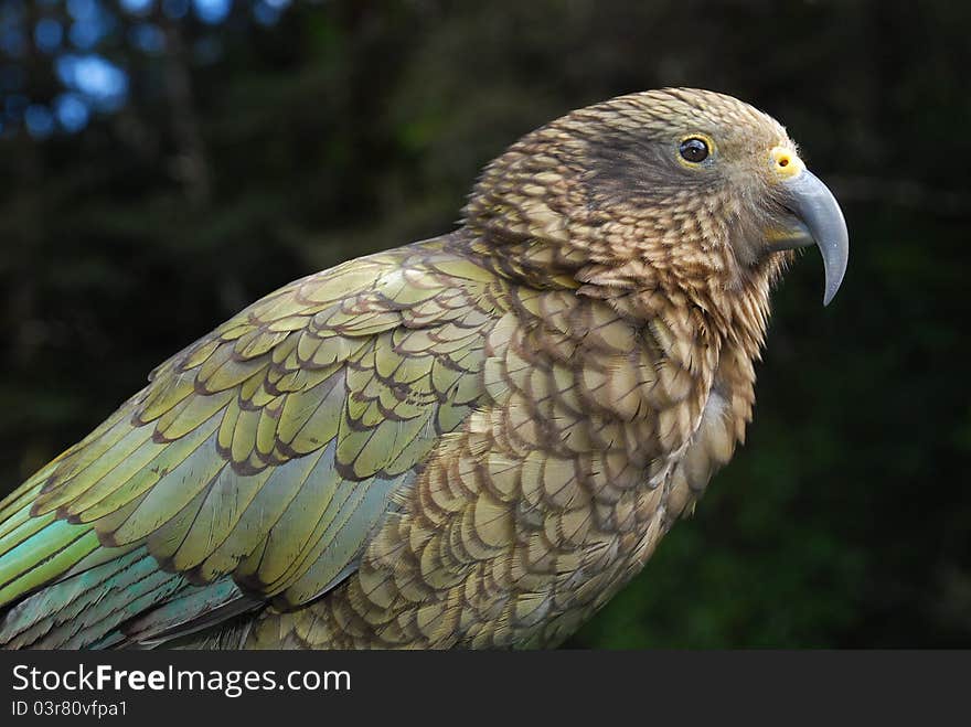 Close Up Of A Kea