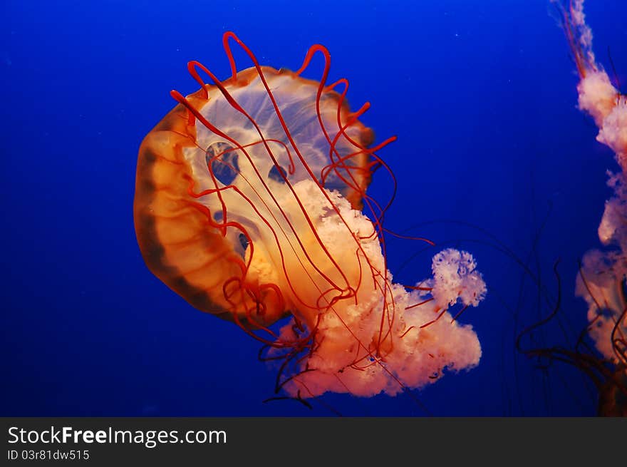 The Jellyfish