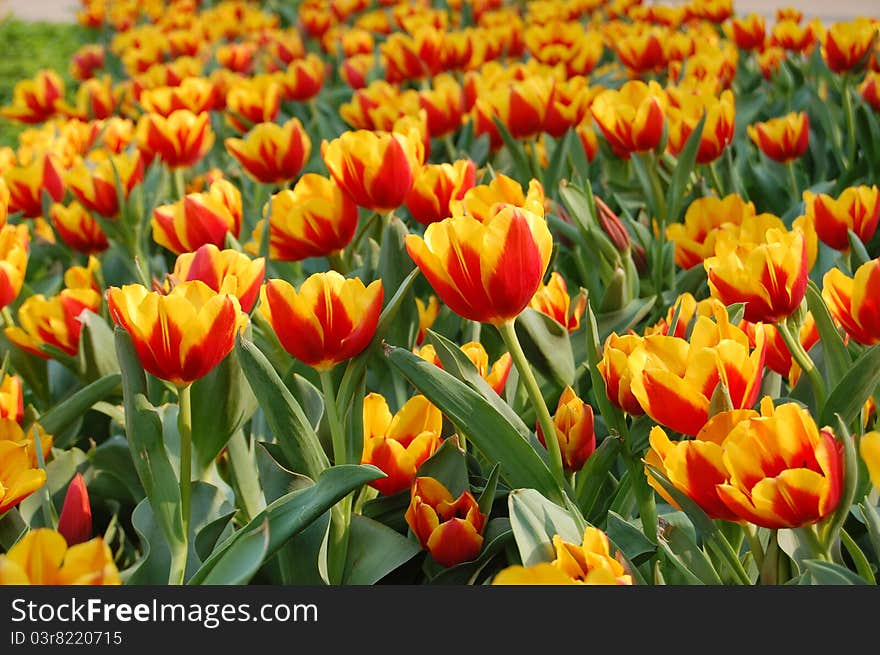 Colorful tulips in the garden. Colorful tulips in the garden