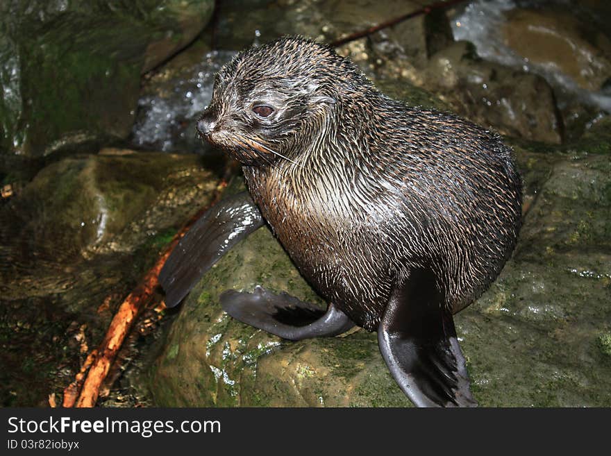 Wet harbor seal siting on a stone