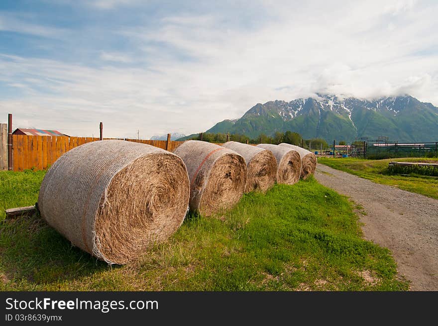 Closeup of rolled hay