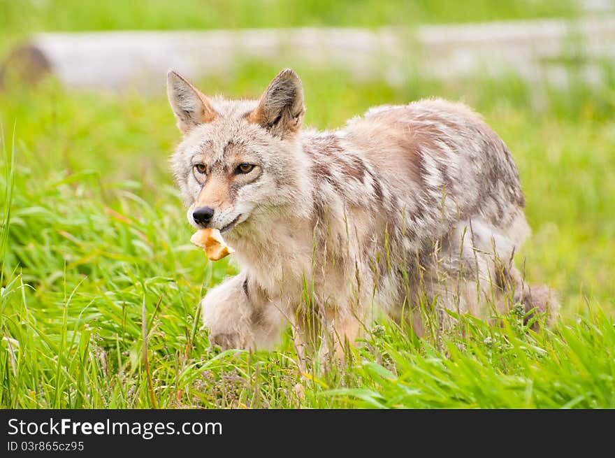 Feeding red fox