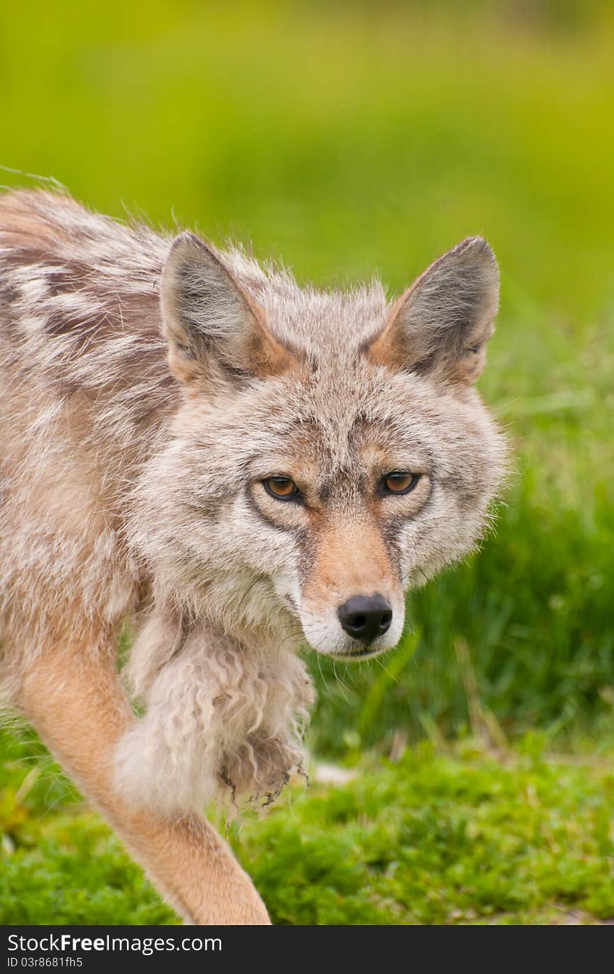 Alaskan Red Fox