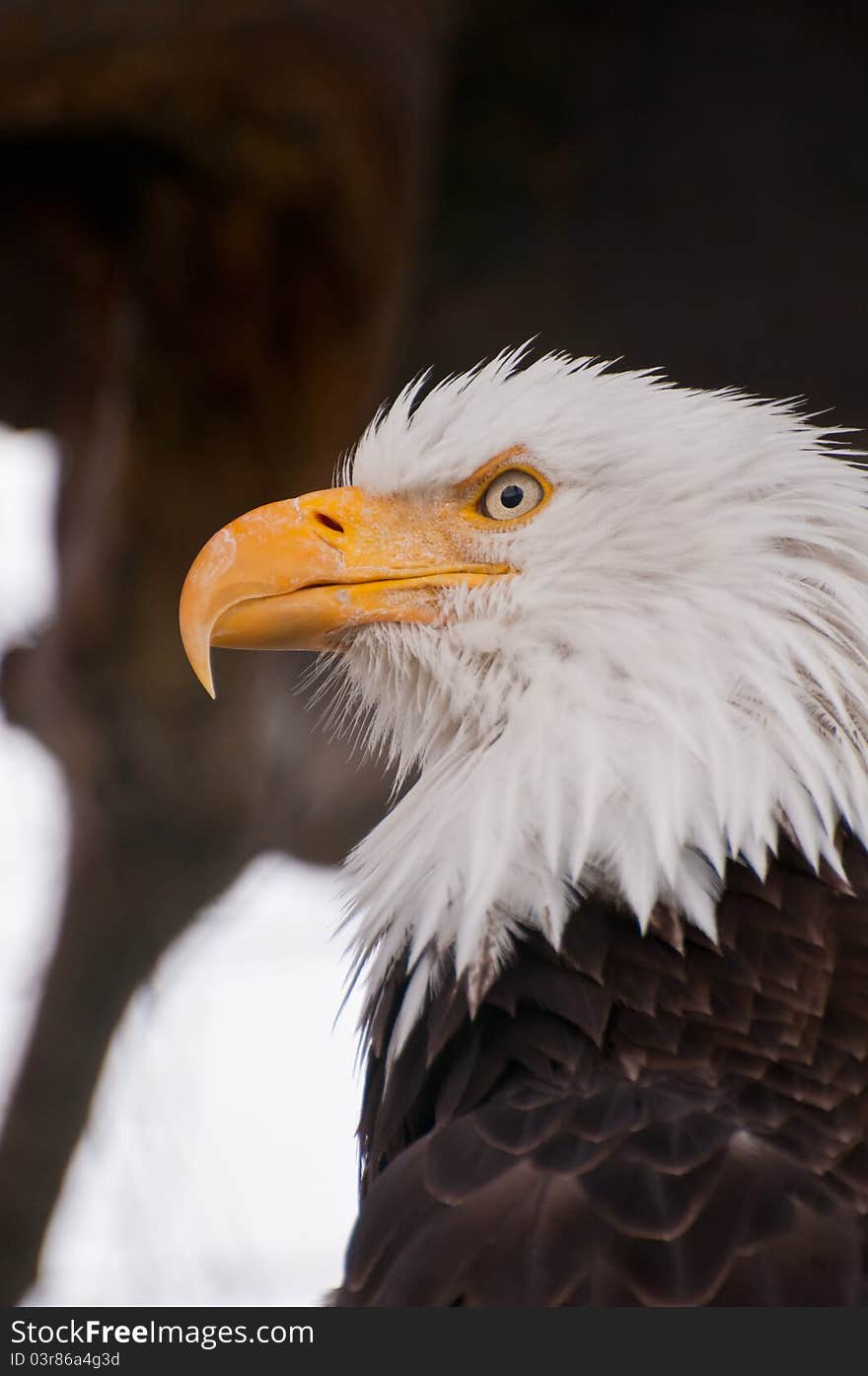 Portrait of bald eagle