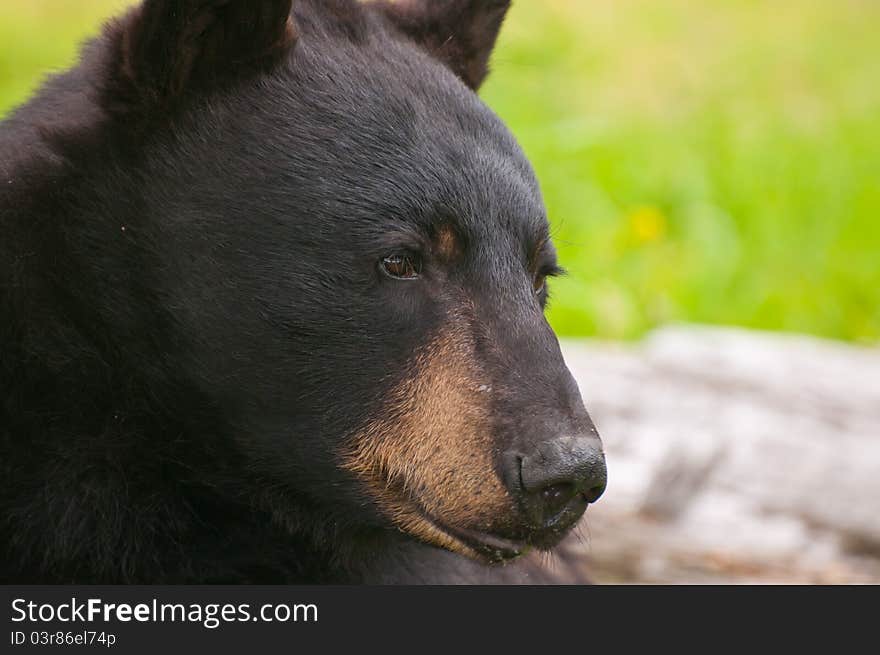 Closeup of bear